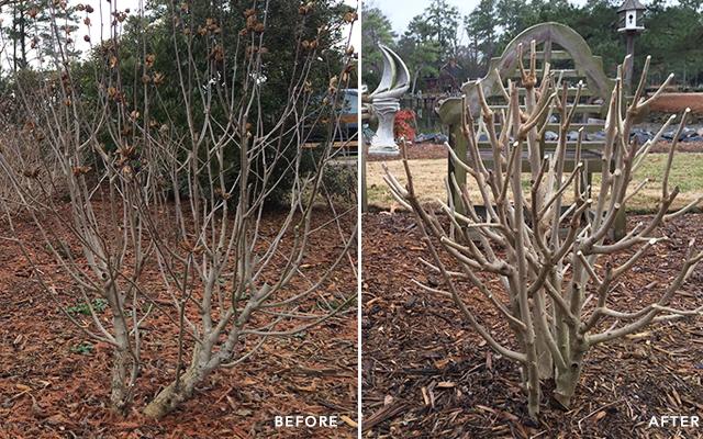 Dormant Pruning Service