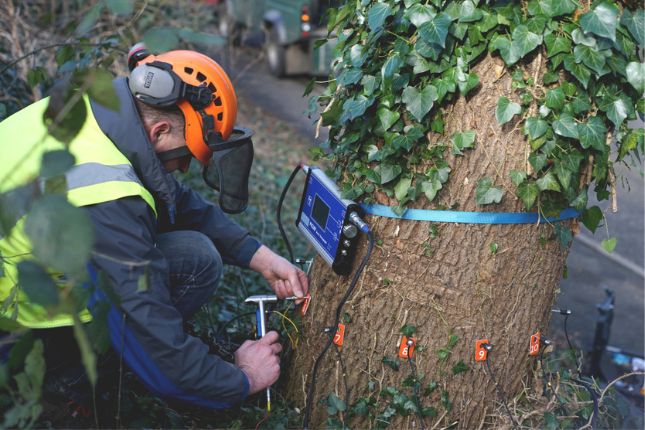 Tree Pruning & Health Inspection
