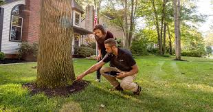 Tree Pruning & Health Inspection