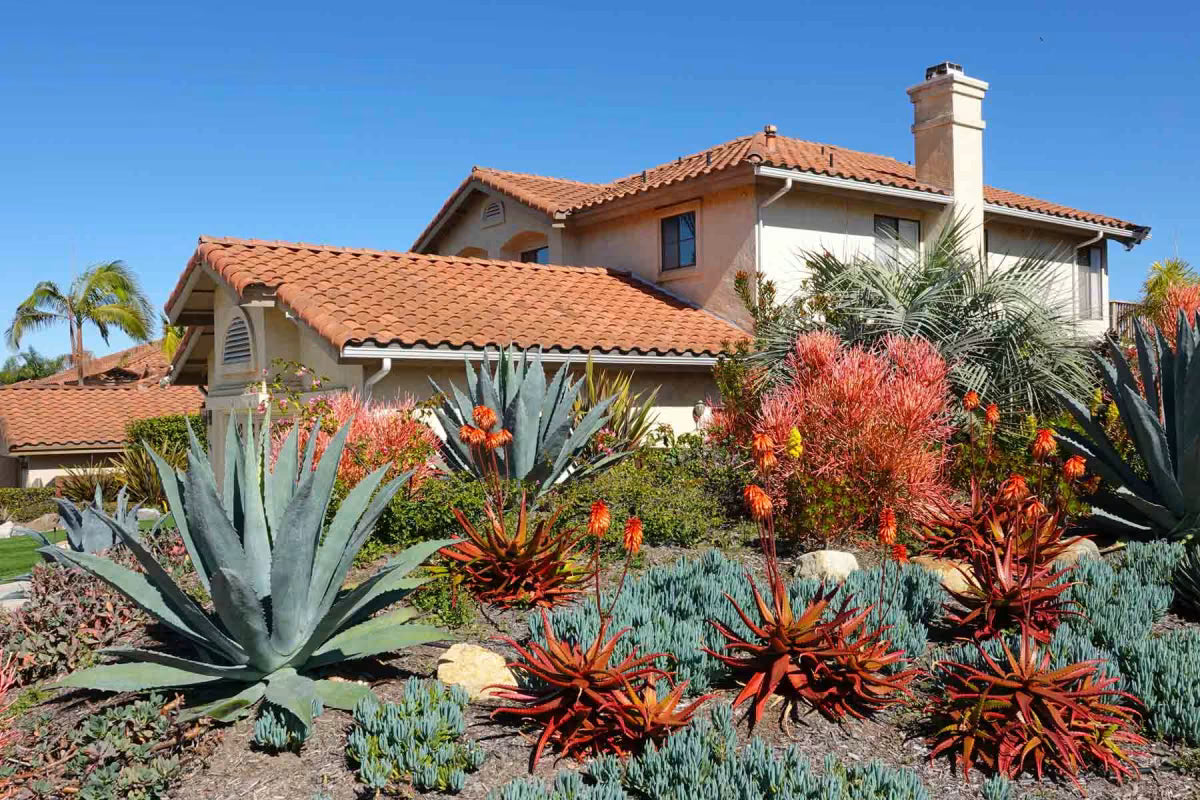 Xeriscape Garden Transformation