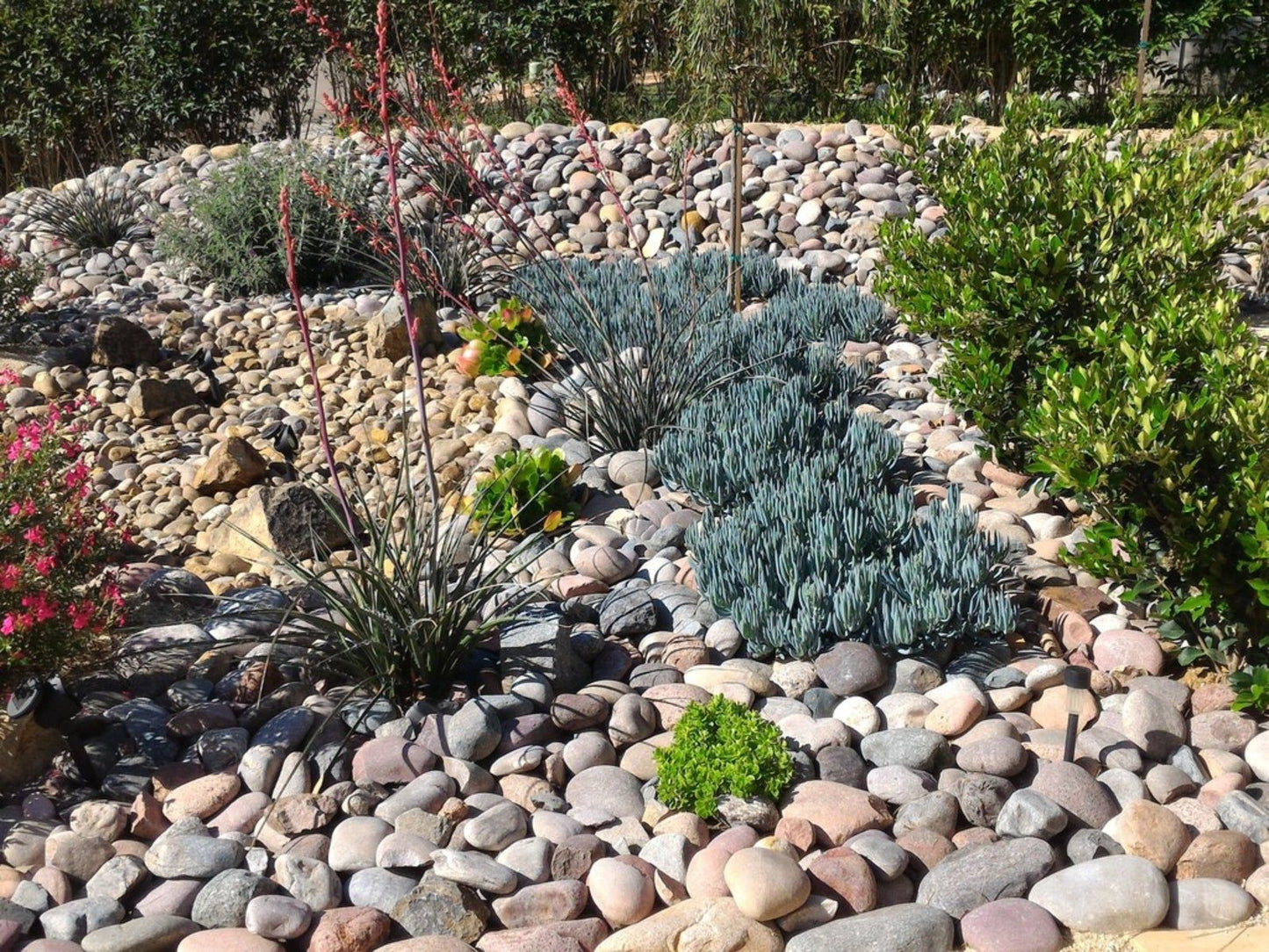 Xeriscape Garden Transformation